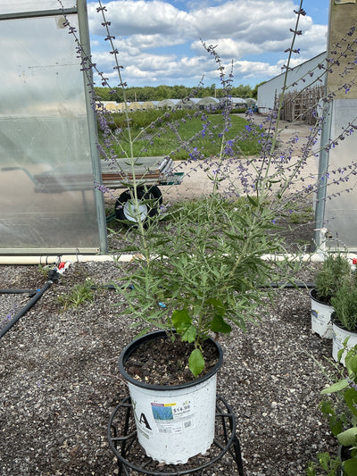 Perovskia Russian Sage Crazy Blue