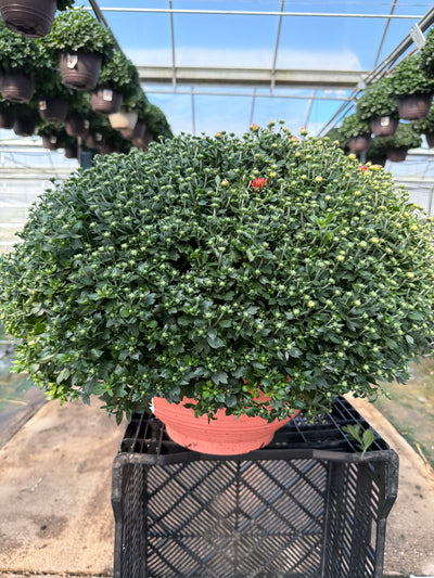 Jacqueline Tricolor Garden Mum (Mix 2) - 12" Fall Bowl Planter
