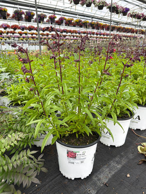 Penstemon Beardtongue Cherry Sparks