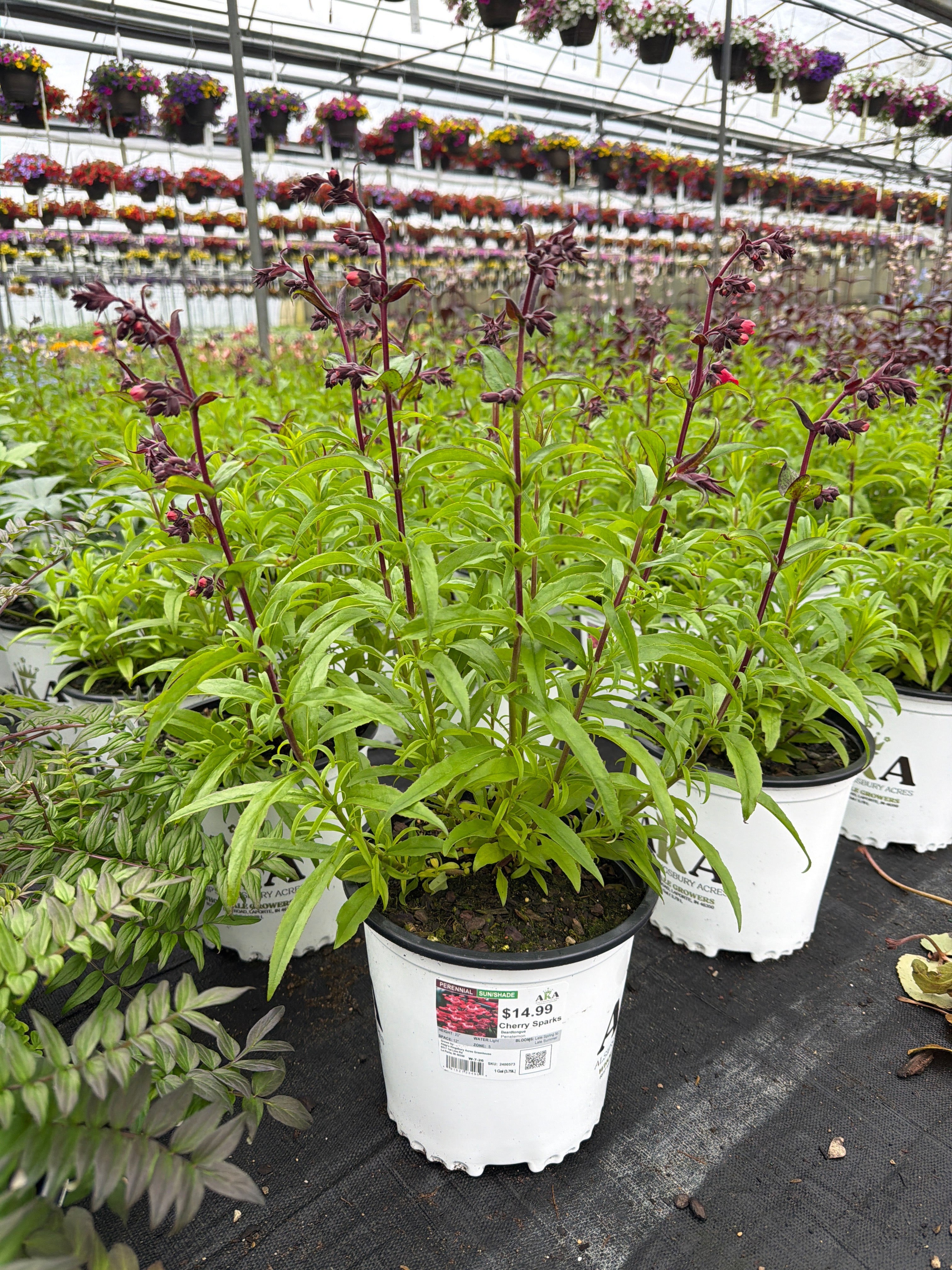 Penstemon Beardtongue Cherry Sparks