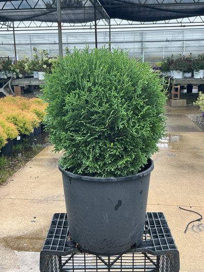 Thuja Hetz Midget