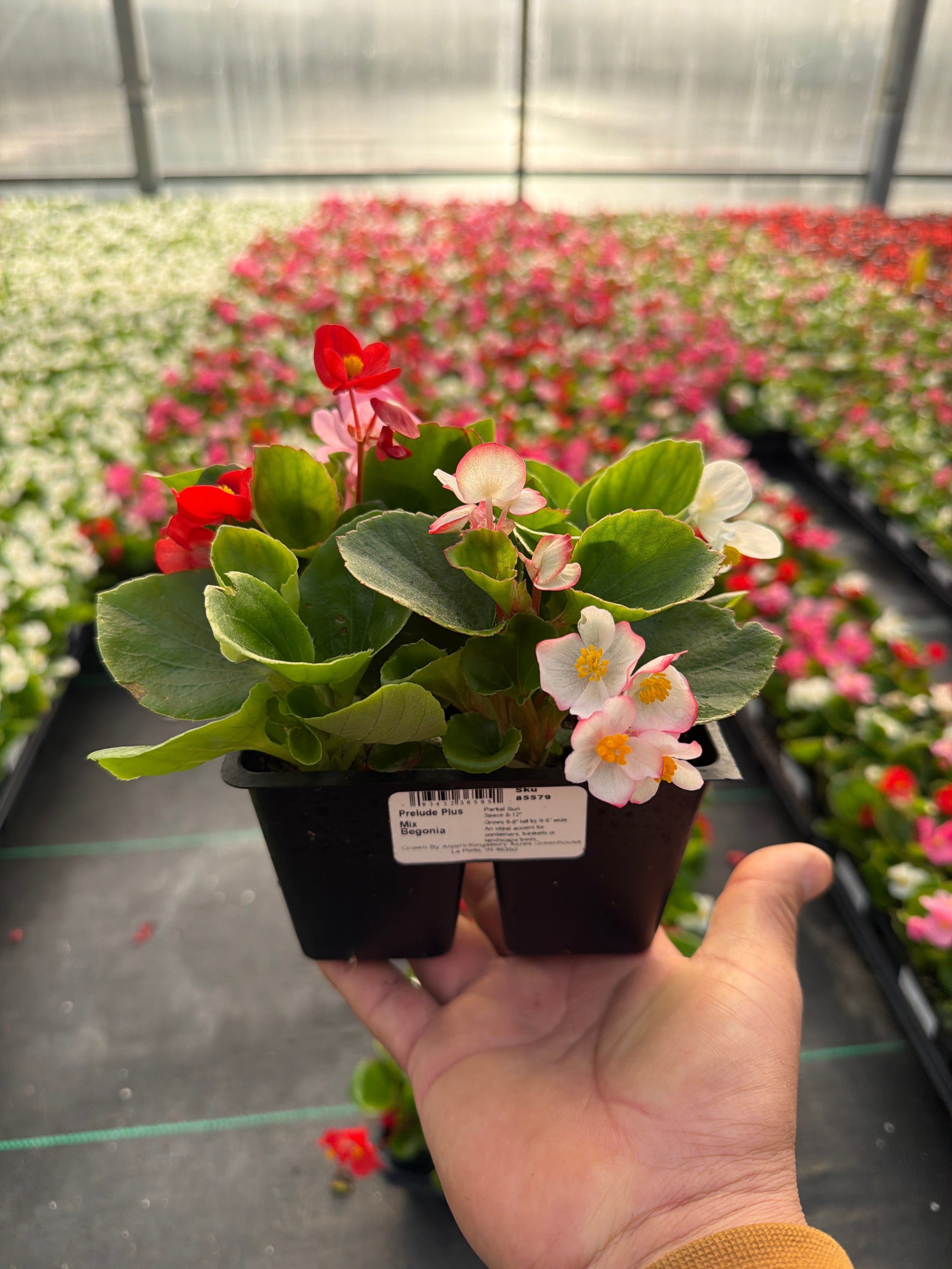 Begonia Prelude Mix - 4 Pack Annual