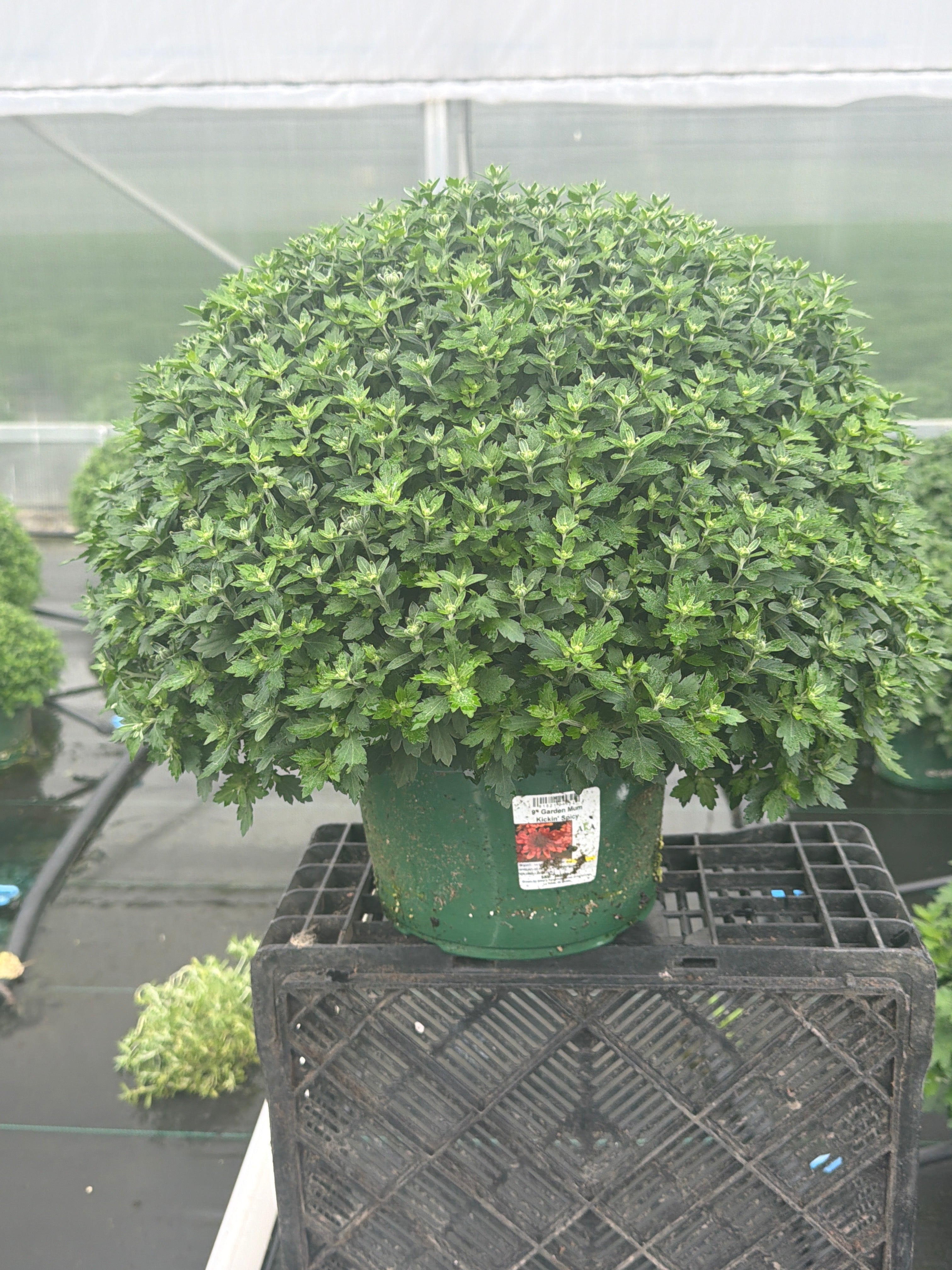 Kickin' Spicy Orange - 9"x6" Potted Garden Mum