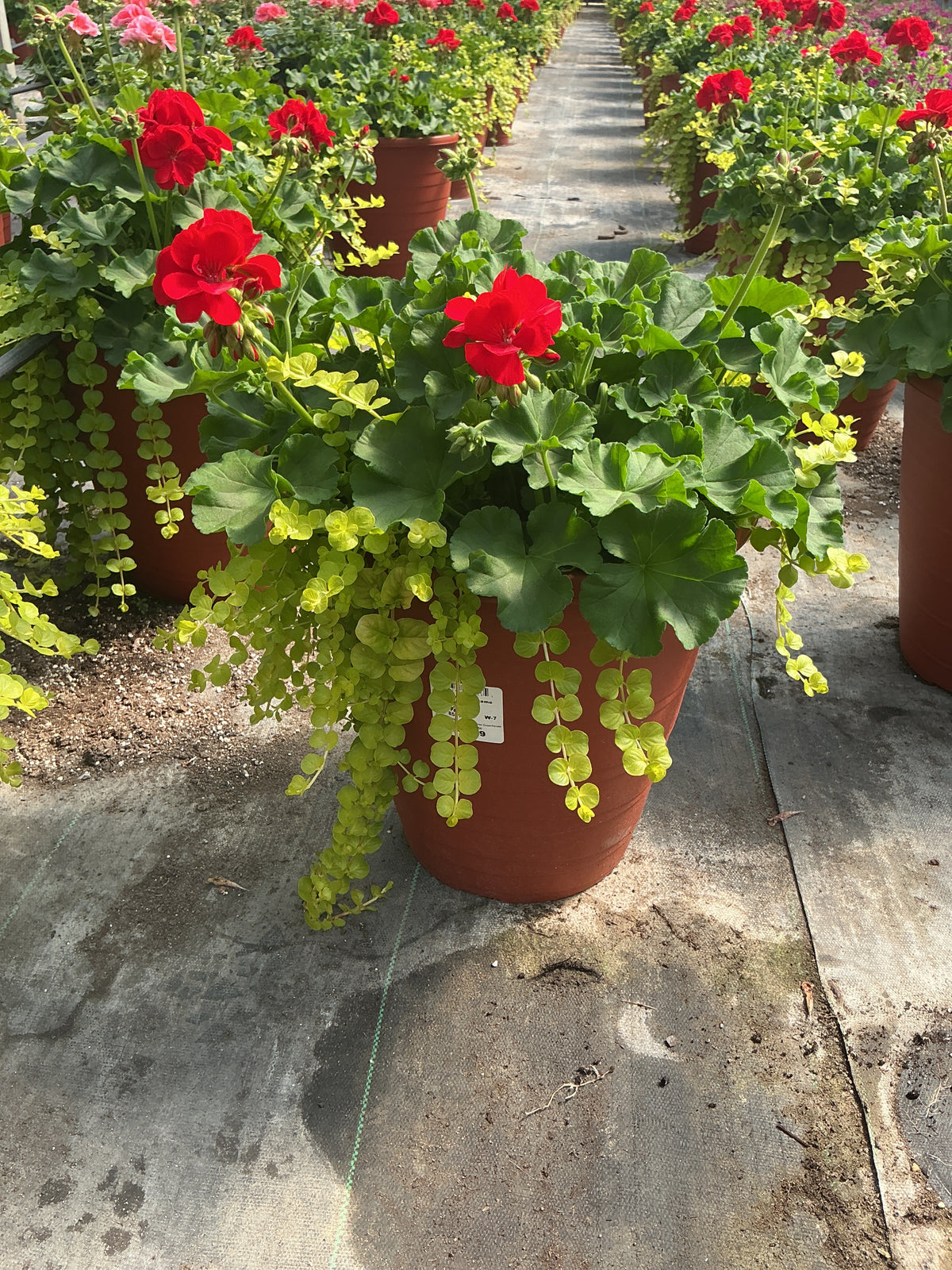 Geranium Dynamo Combination - 12" Tall Planter
