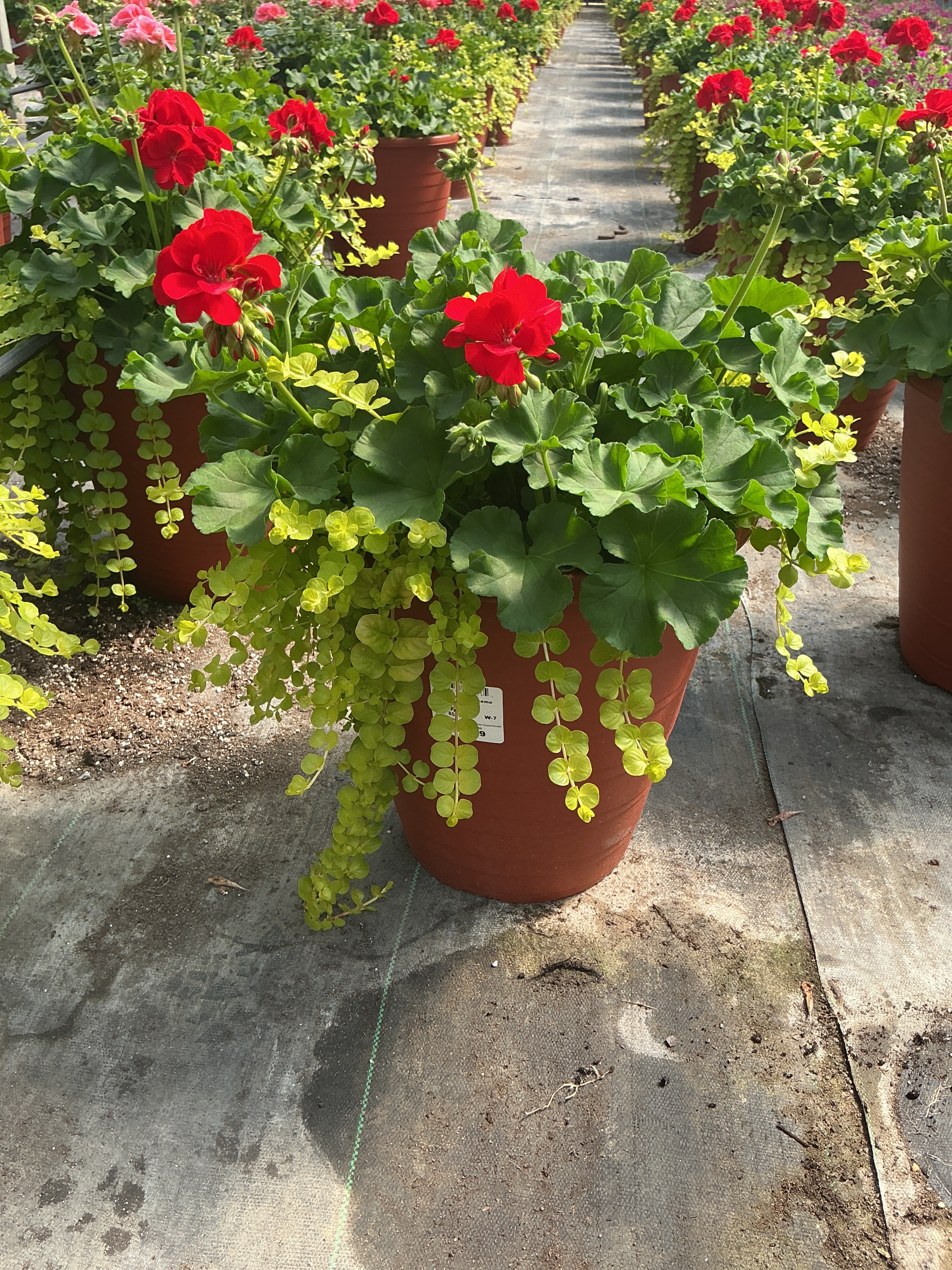Geranium Dynamo Combination - 12" Tall Planter