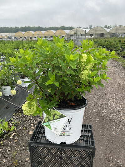 Hydrangea Little Lime