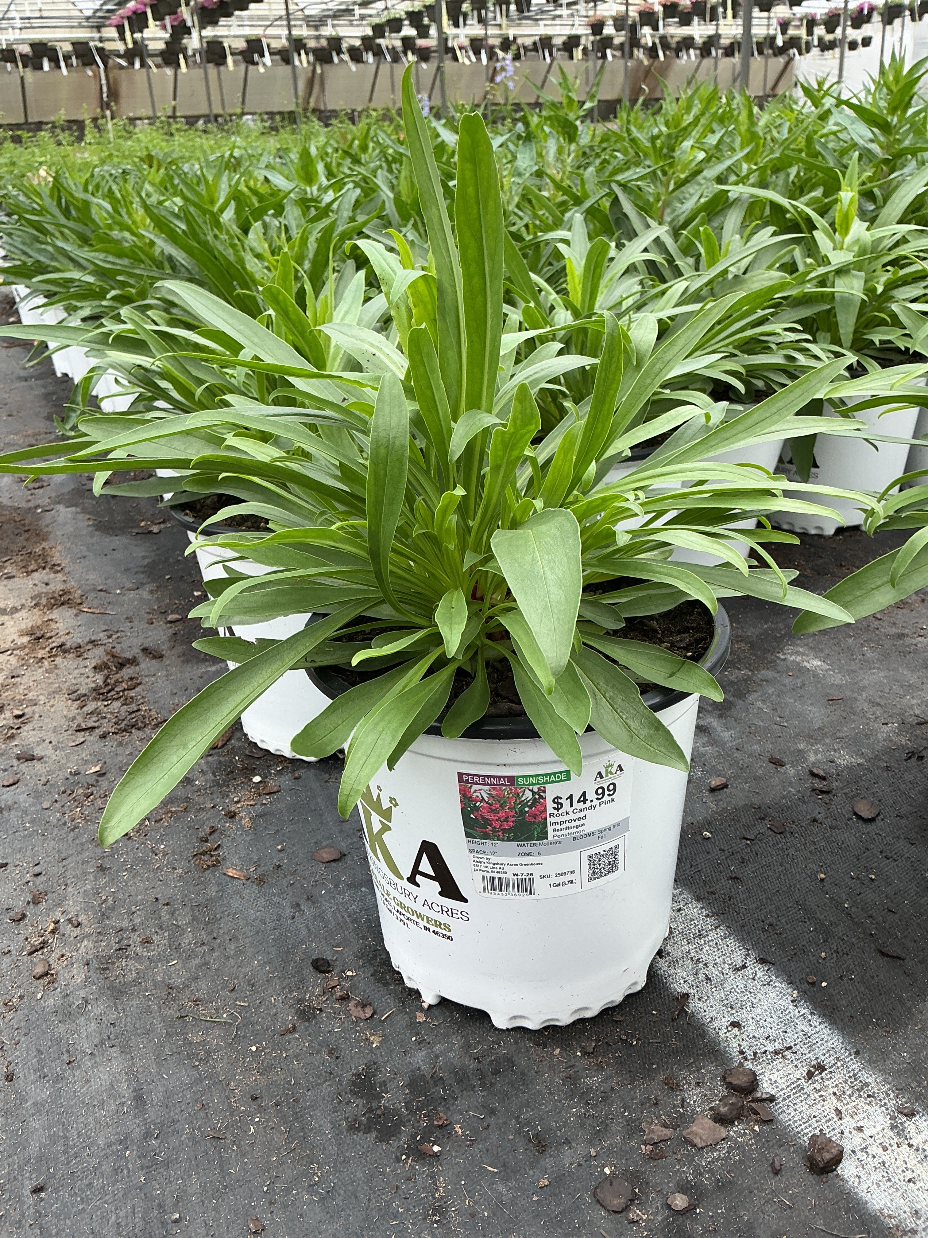 Penstemon Beardtongue Rock Candy Pink Improved