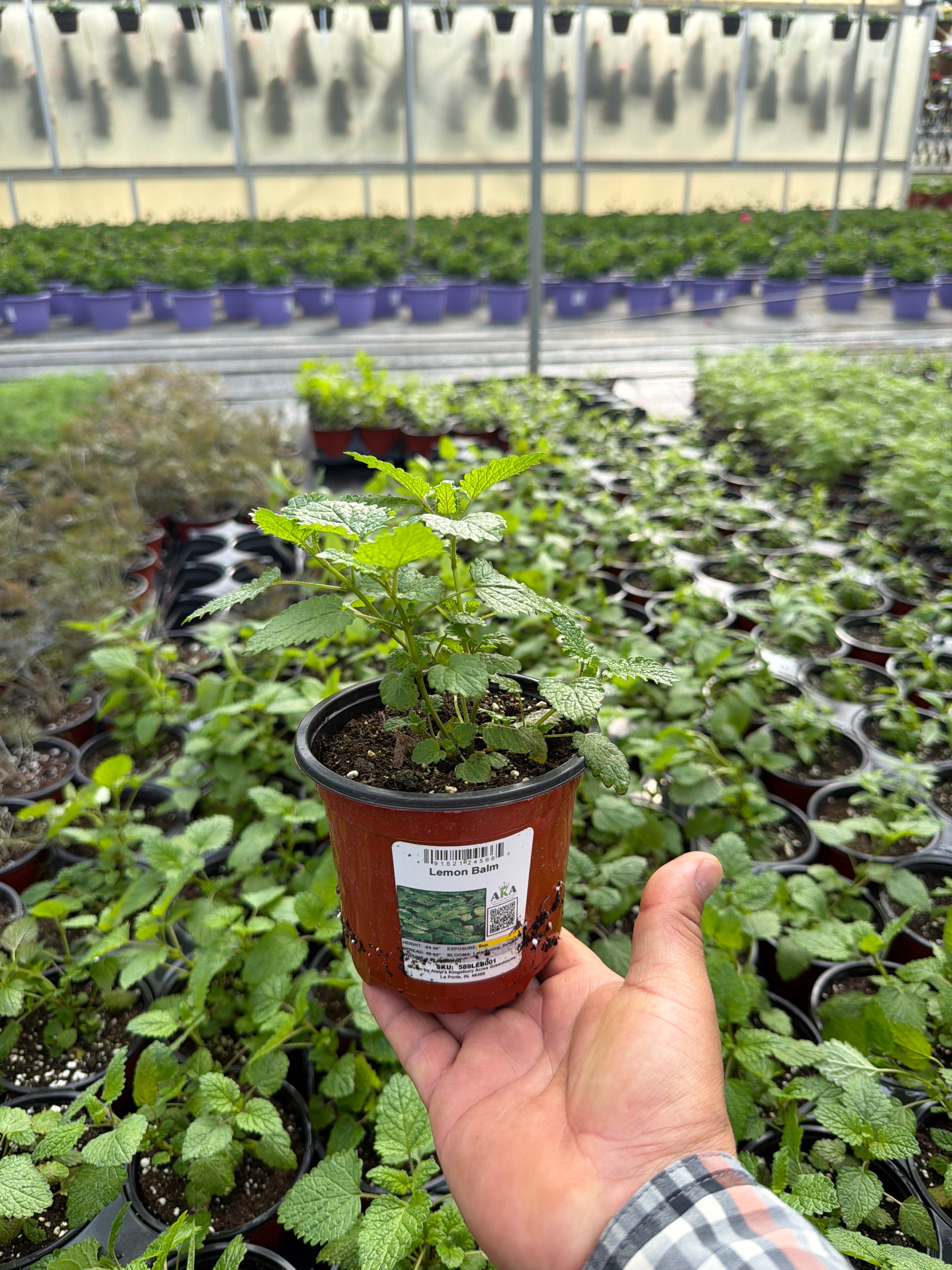 Lemon Balm - 4.33" Potted Herb