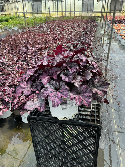 Heuchera Coral Bell Plum Pudding