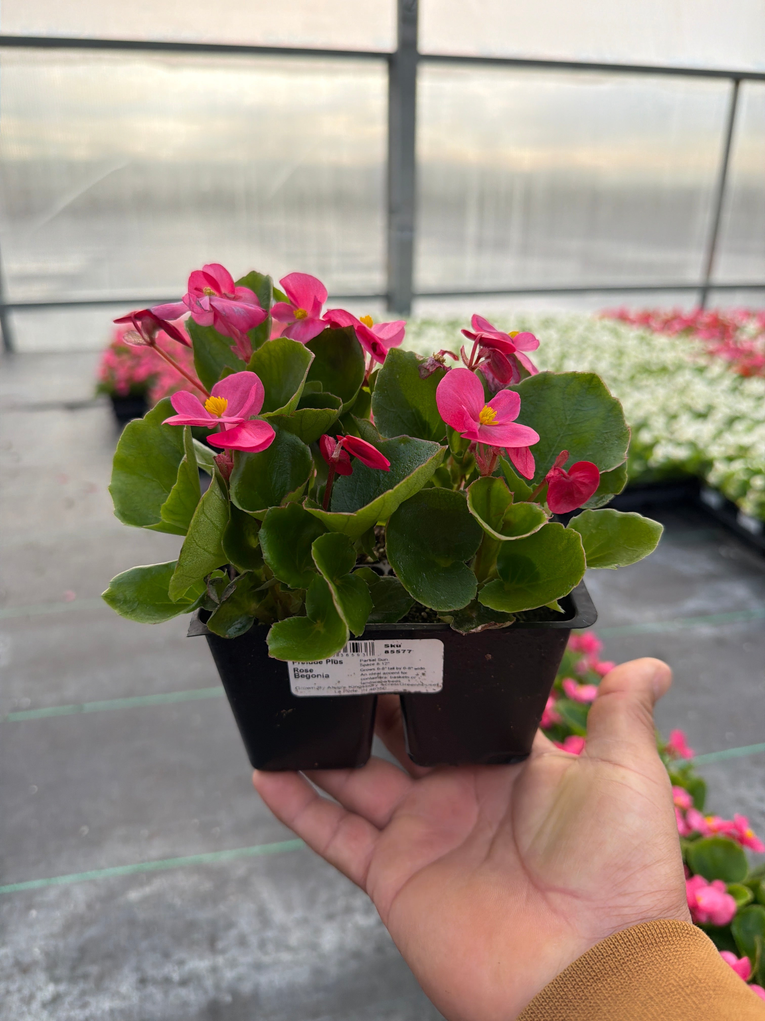 Begonia Prelude Rose - 4 Pack Annual