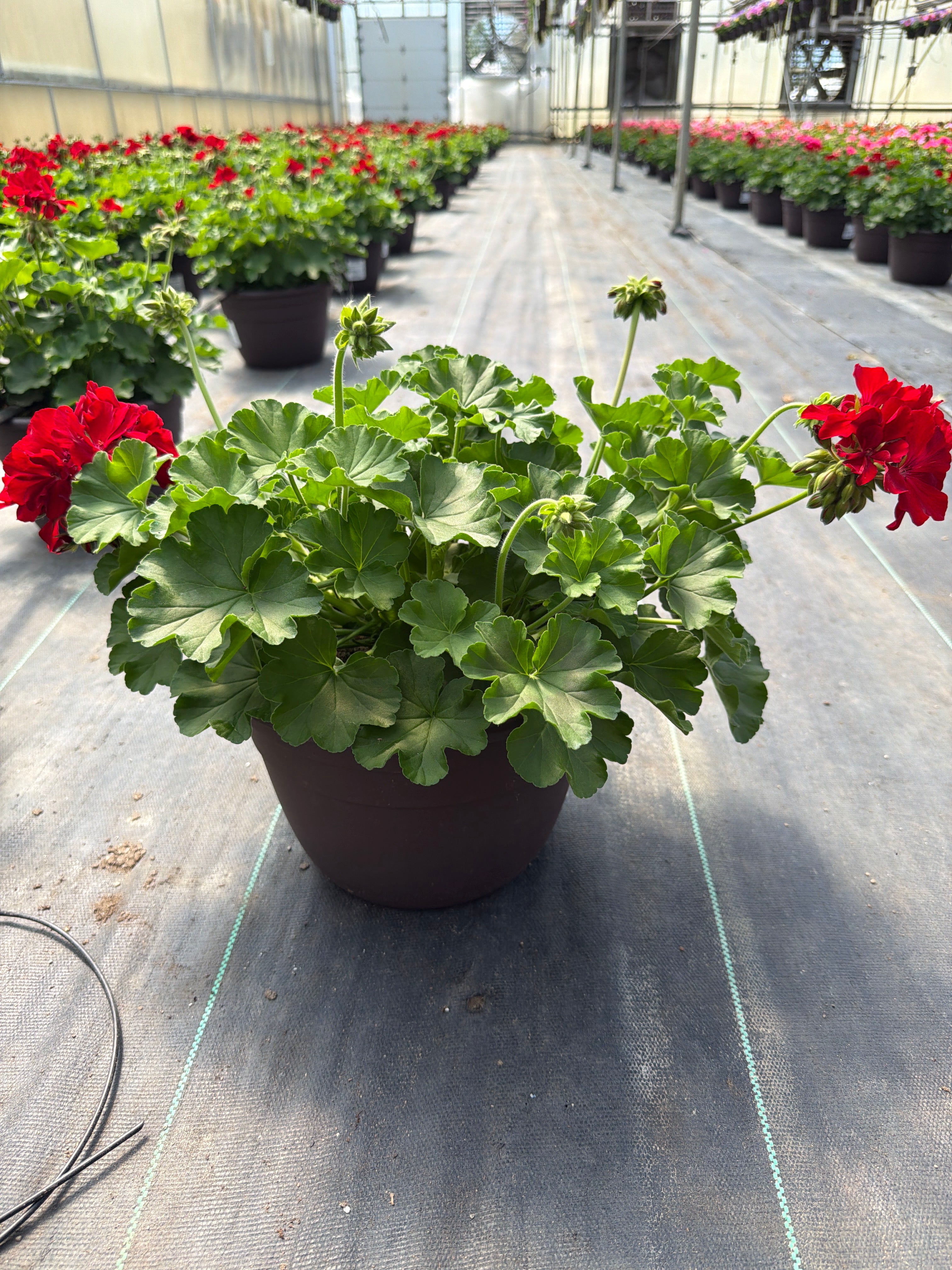 Geranium Dynamo Red Dark - 10" Planter