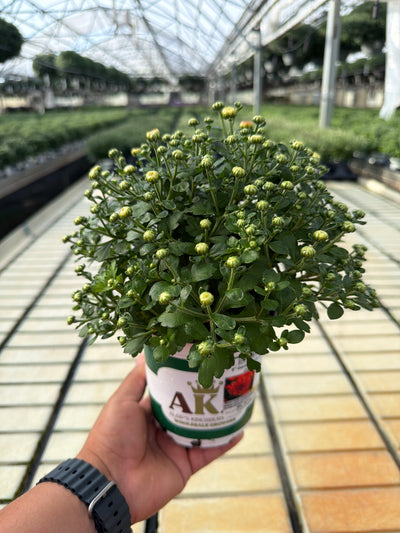 Gigi Orange - 5" Potted Garden Mum