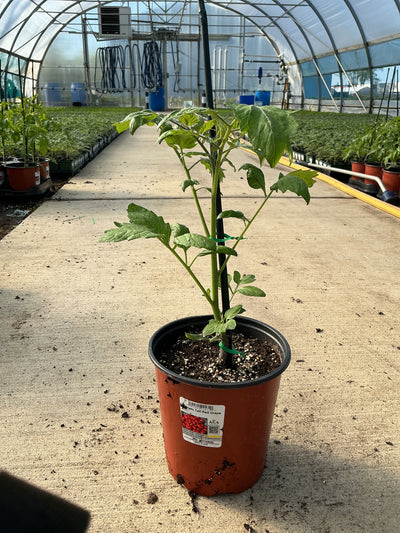 Tomato TALL Red Grape - 6.3" Staked Vegetables
