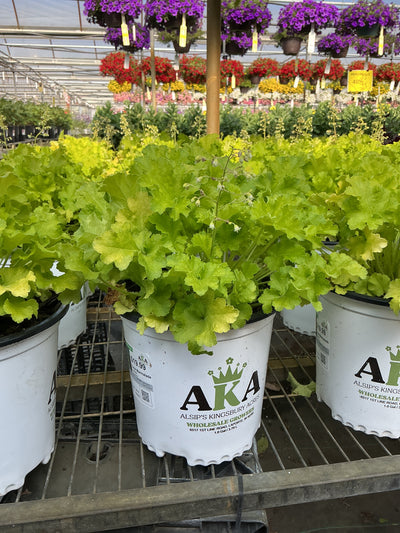 Heuchera Coral Bell Lime Marmalade