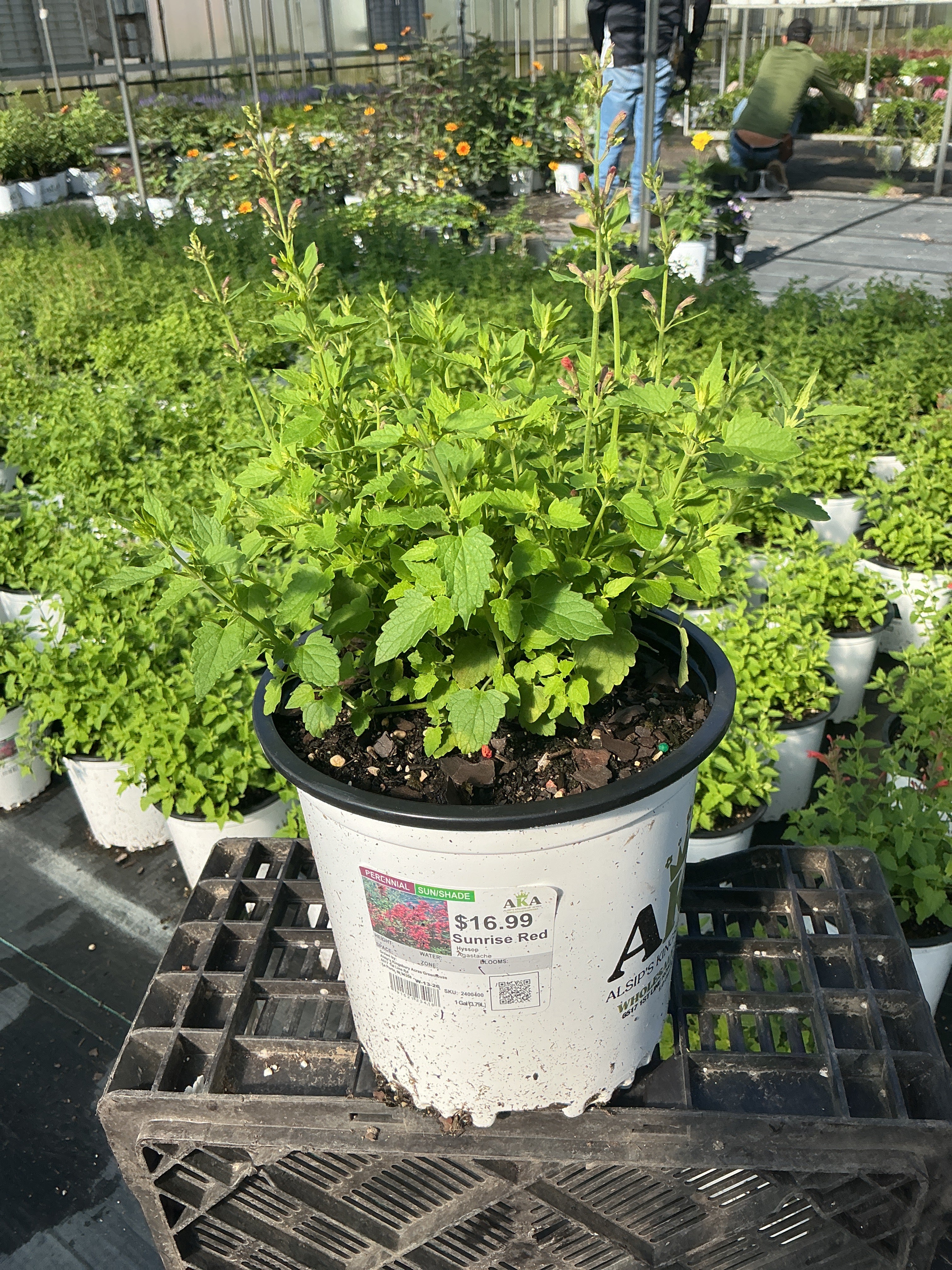 Agastache Hyssop Sunrise Red