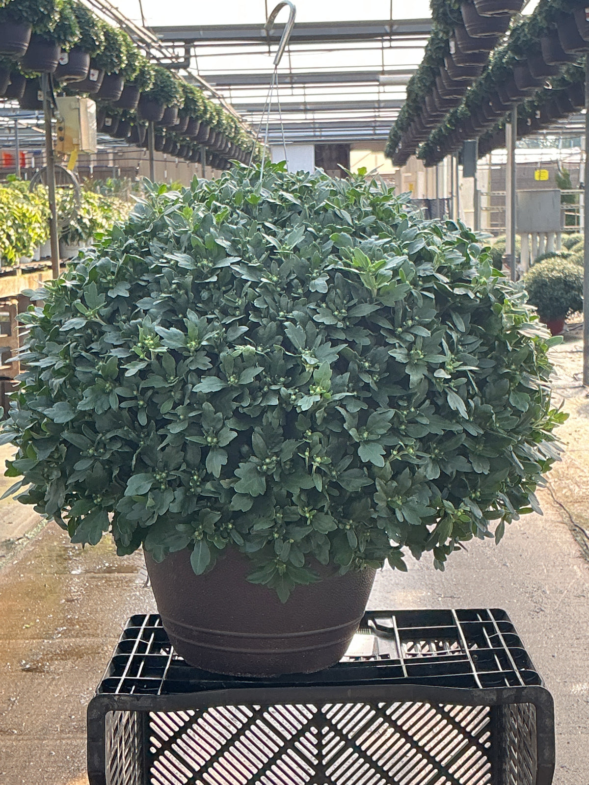 Wanda Bronze - 11" Garden Mum Hanging Basket