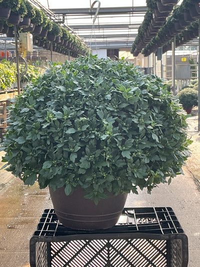 Wanda Bronze - 11" Garden Mum Hanging Basket