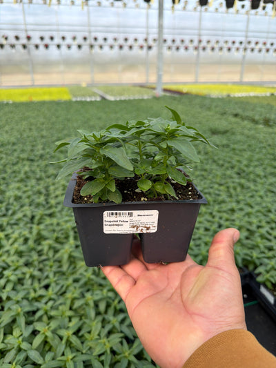 Snapdragon Snapshot Yellow - 4 Pack Annual