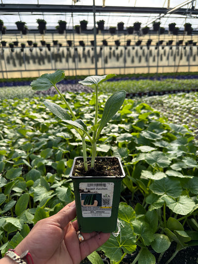 Squash Zucchini - 4" Potted Vegetable
