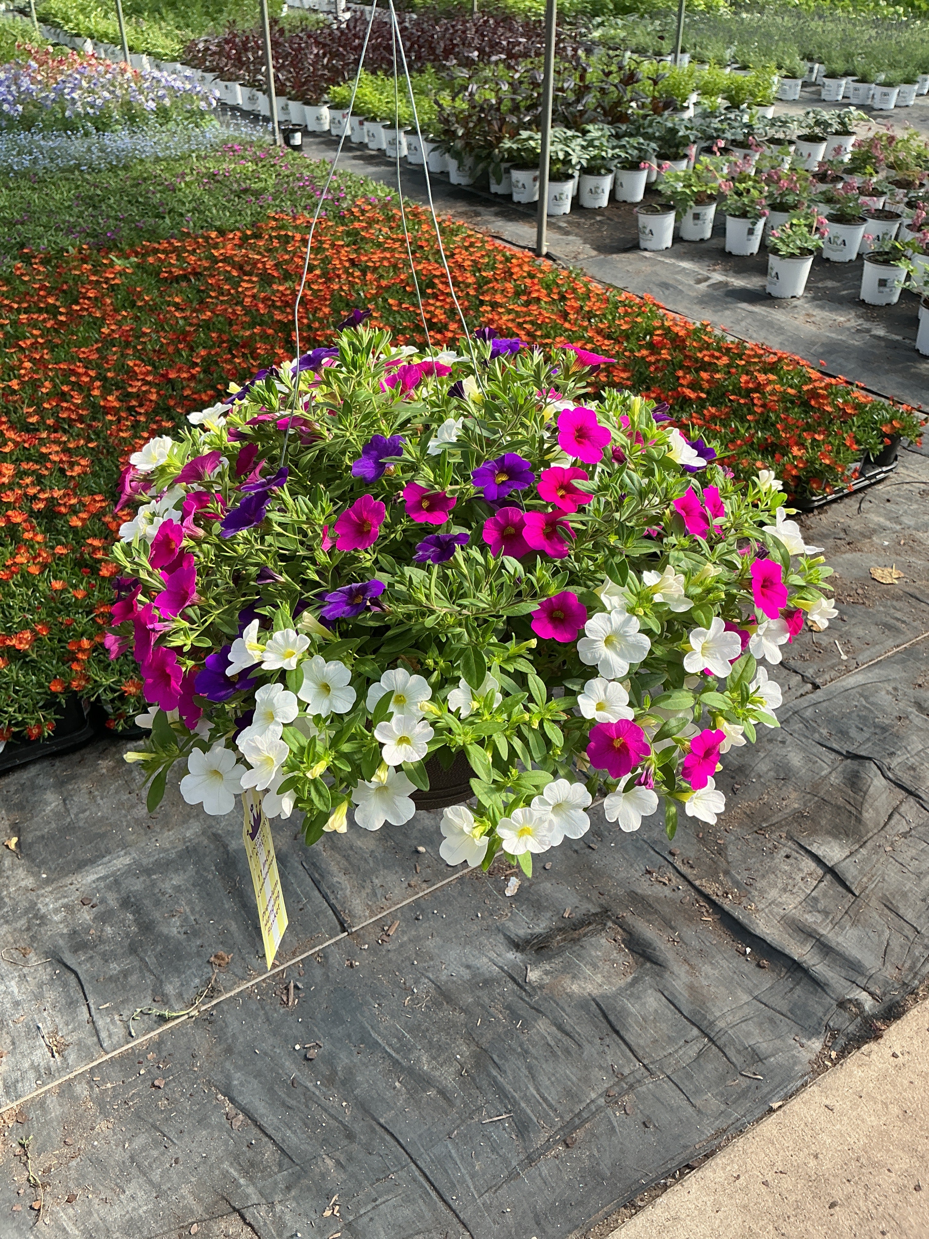 211 Calibrachoa Panarama - 11" Hanging Basket