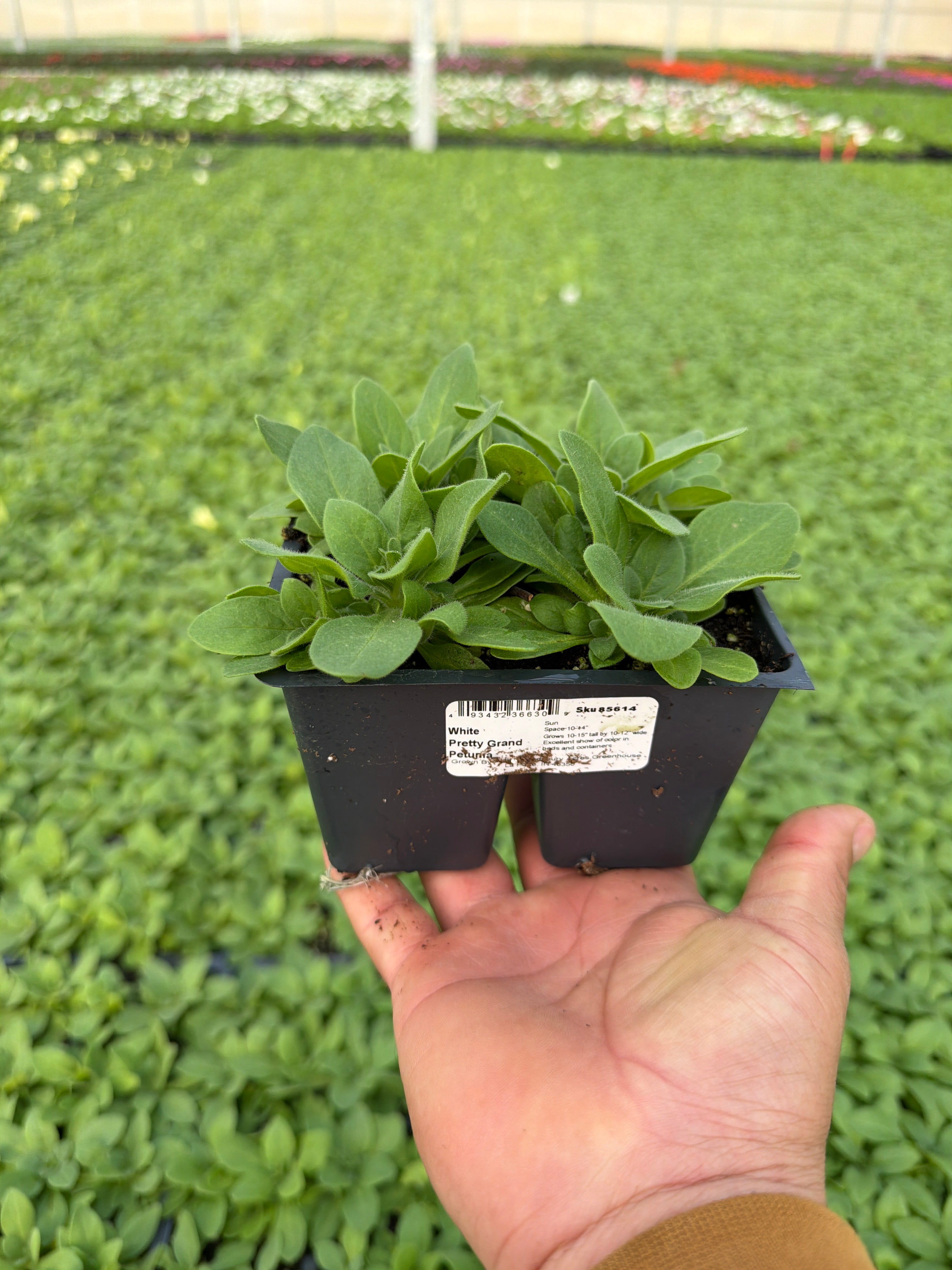 Petunia Pretty Grand White - 4 Pack Annual