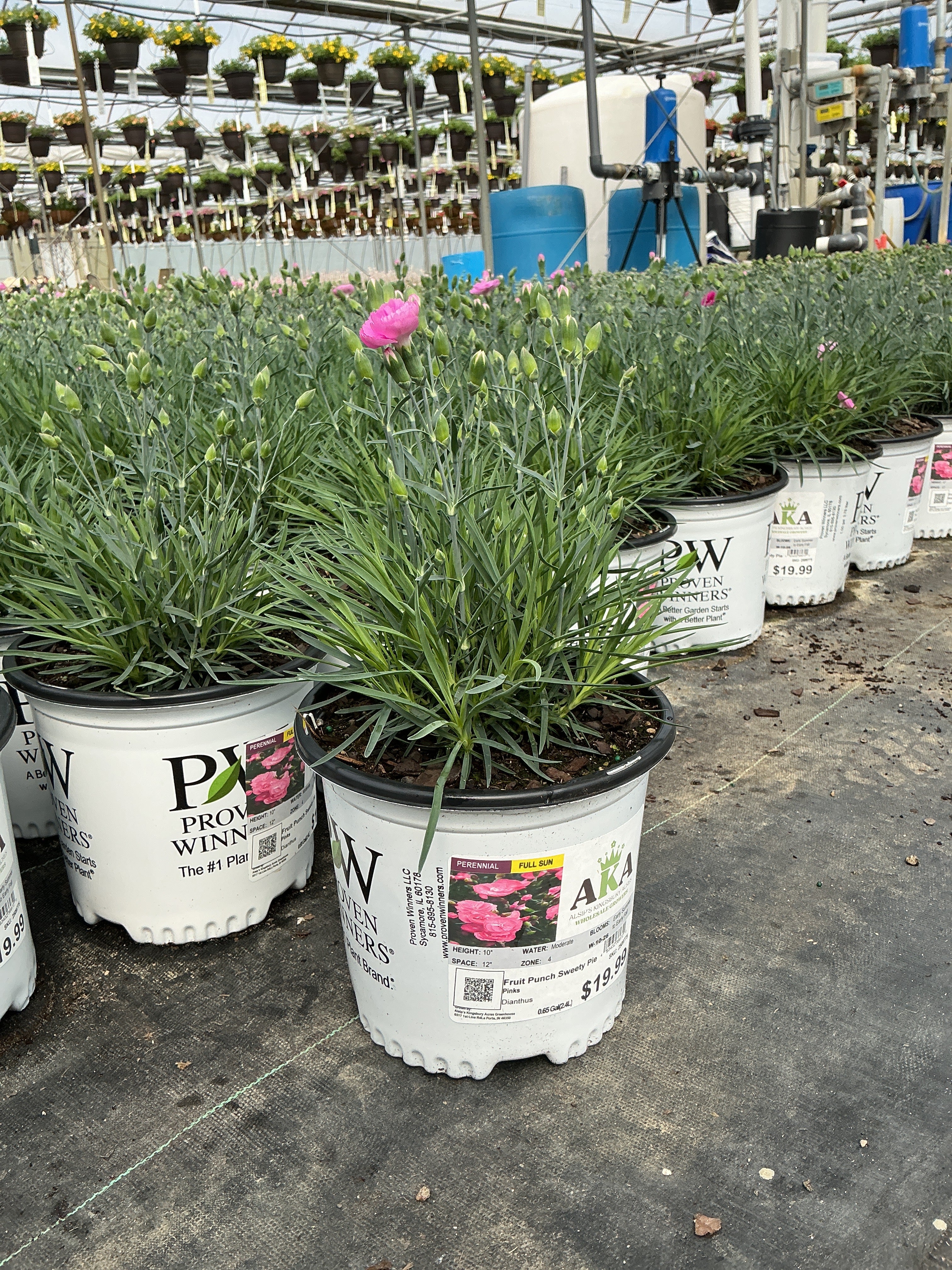 Dianthus Pinks Fruit Punch Sweety Pie - 6" Perennial