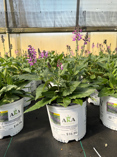 Salvia Sage Color Spires Back To The Fuchsia