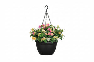Strawberry Daquiri Mix - 11" Hanging Basket