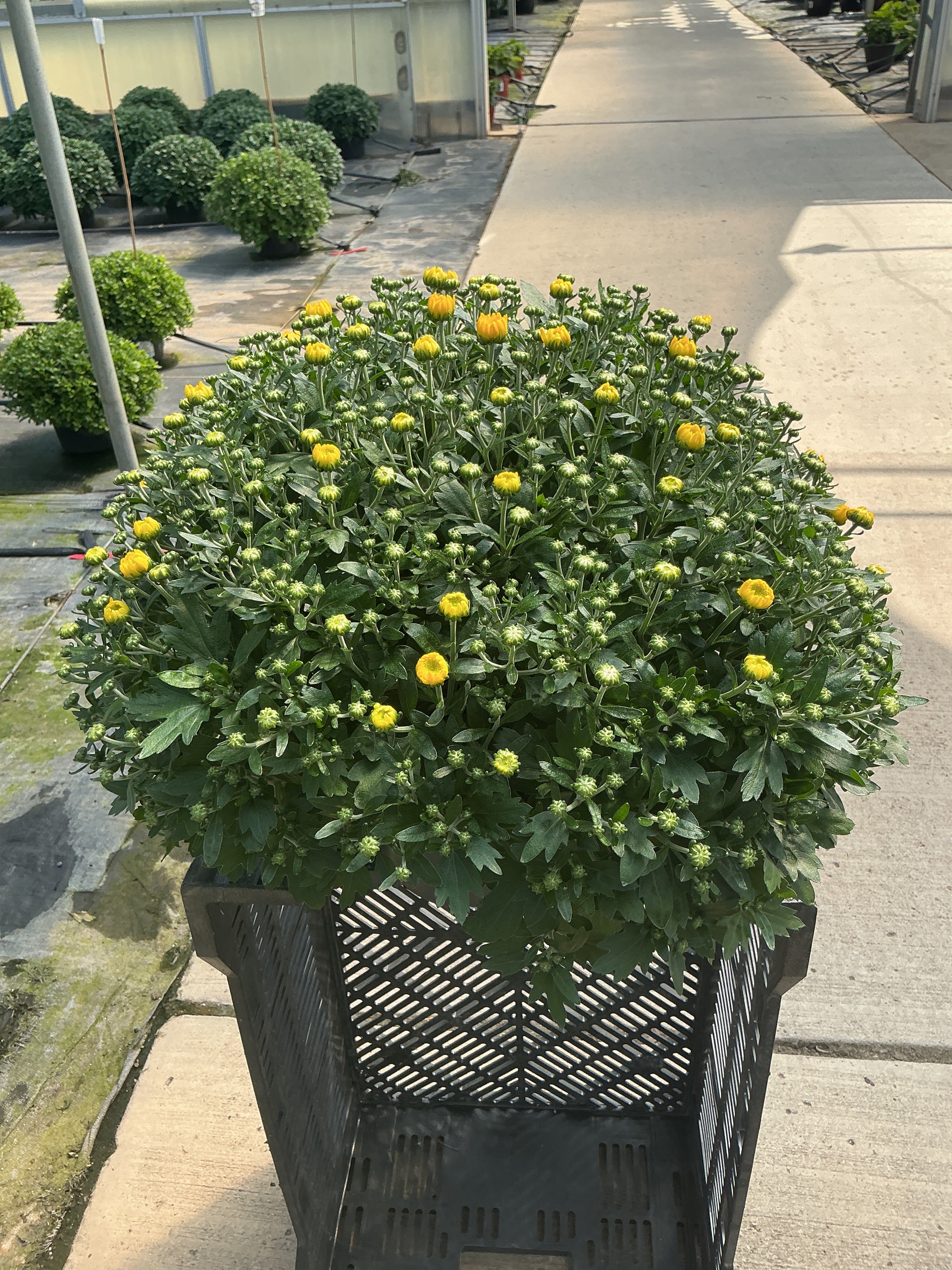 Beach Yellow - 8"x5" Potted Garden Mum