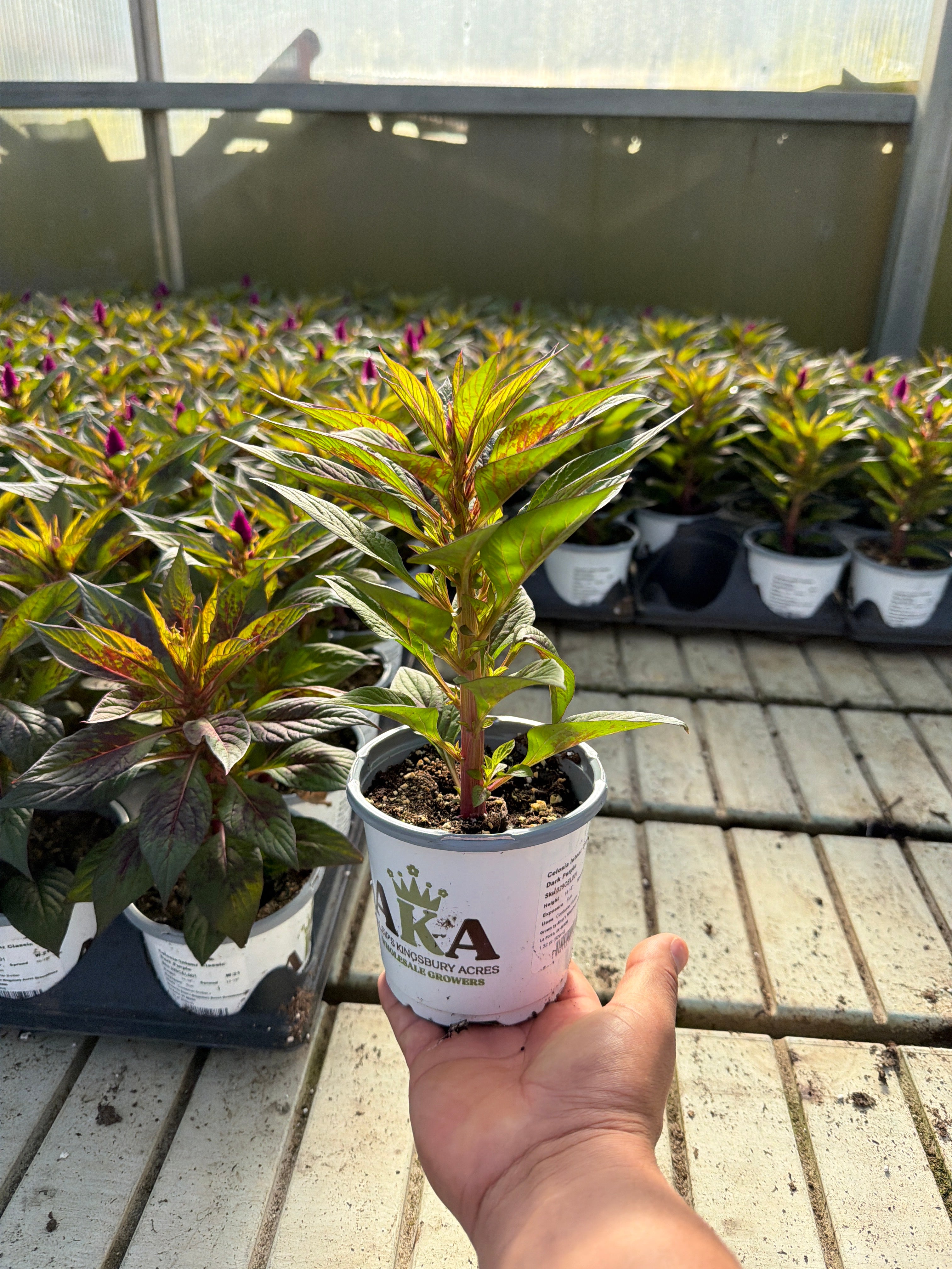 Celosia Intenz Dark Purple - 4.33" Premium Annual