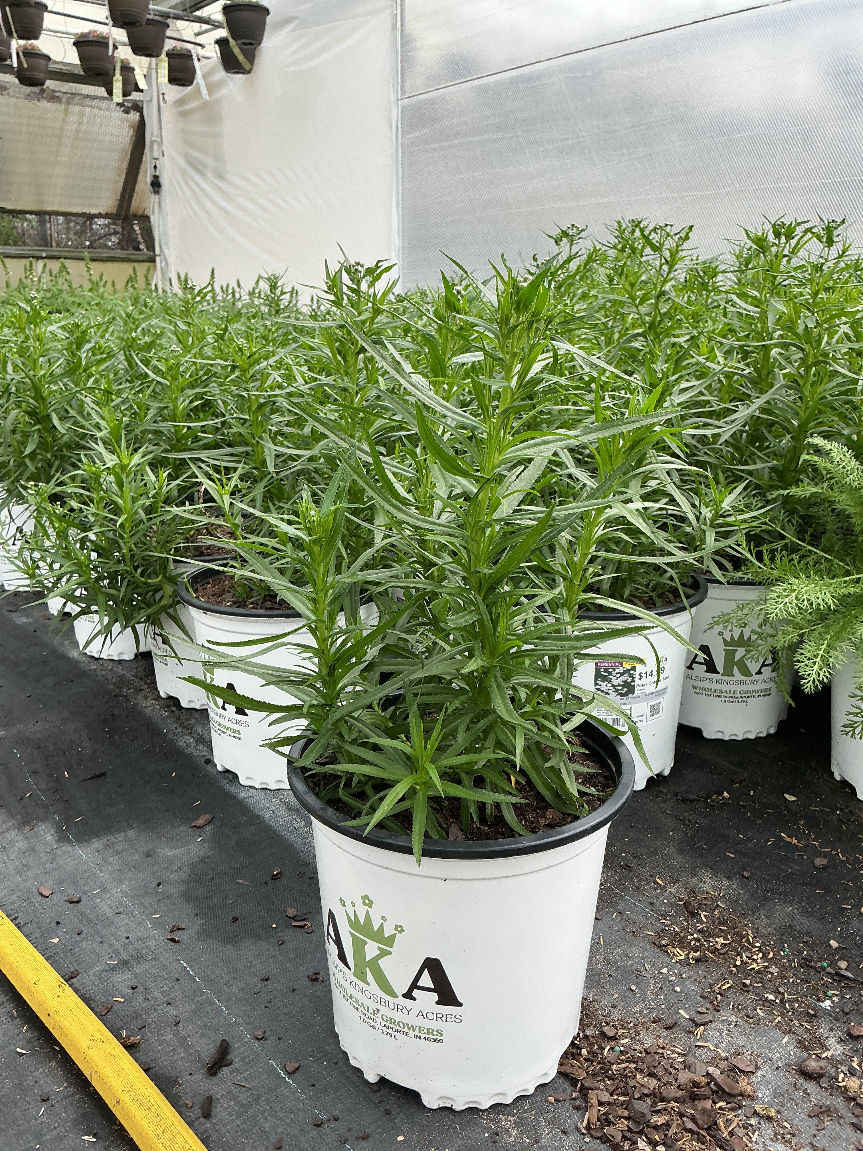 Achillea Yarrow Peter Cotton Tale