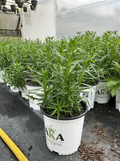 Achillea Yarrow Peter Cotton Tale