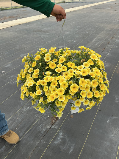 Petunia Supertunia Saffron Finch - 11" Hanging Basket