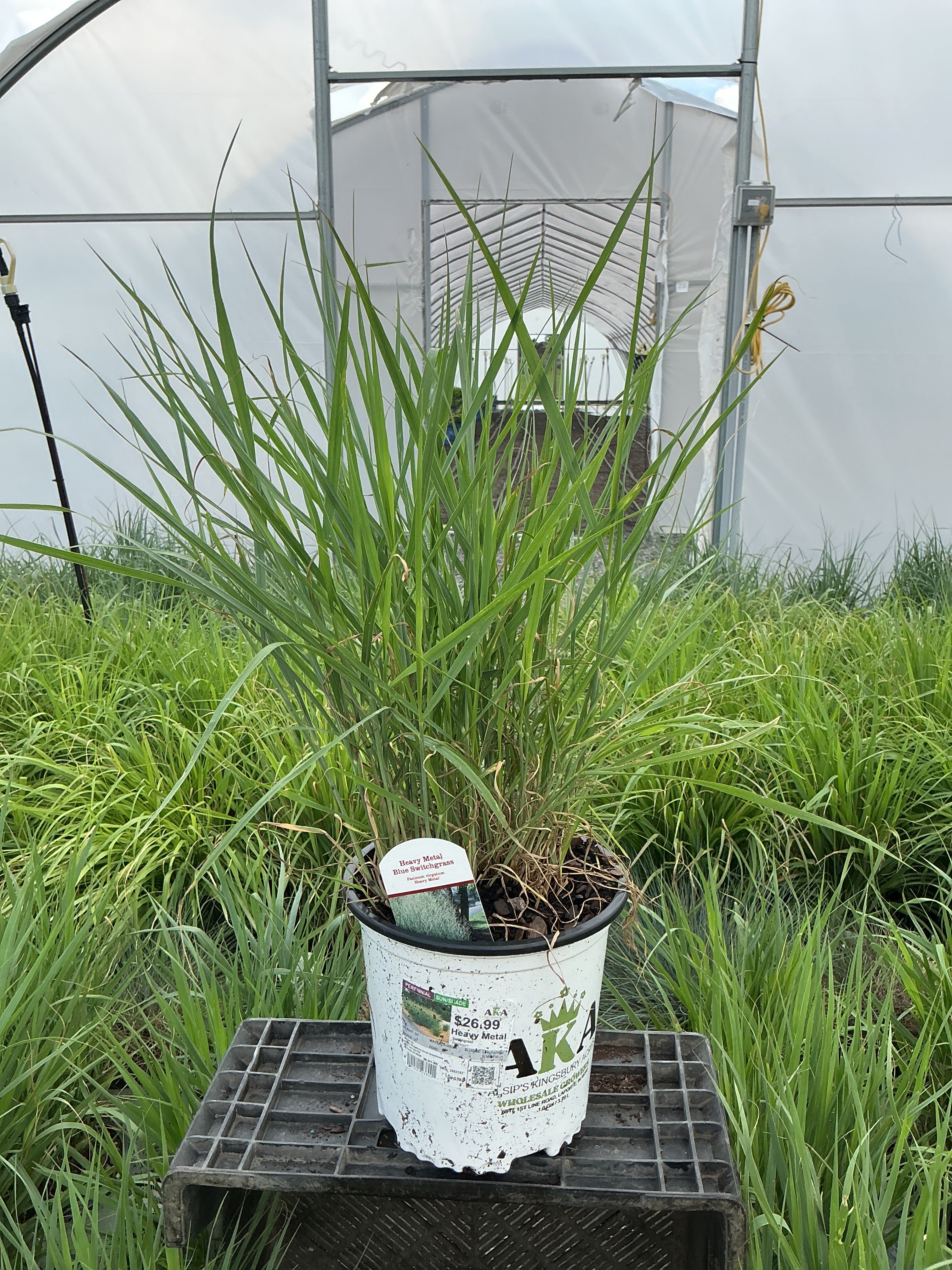 Panicum Switchgrass Heavy Metal