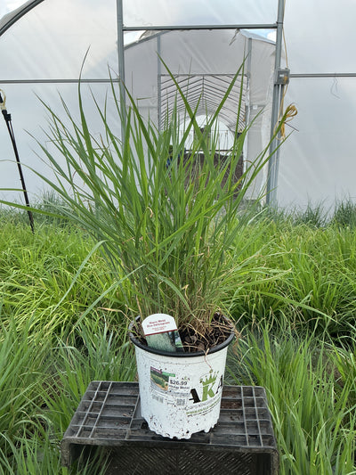 Panicum Switchgrass Heavy Metal