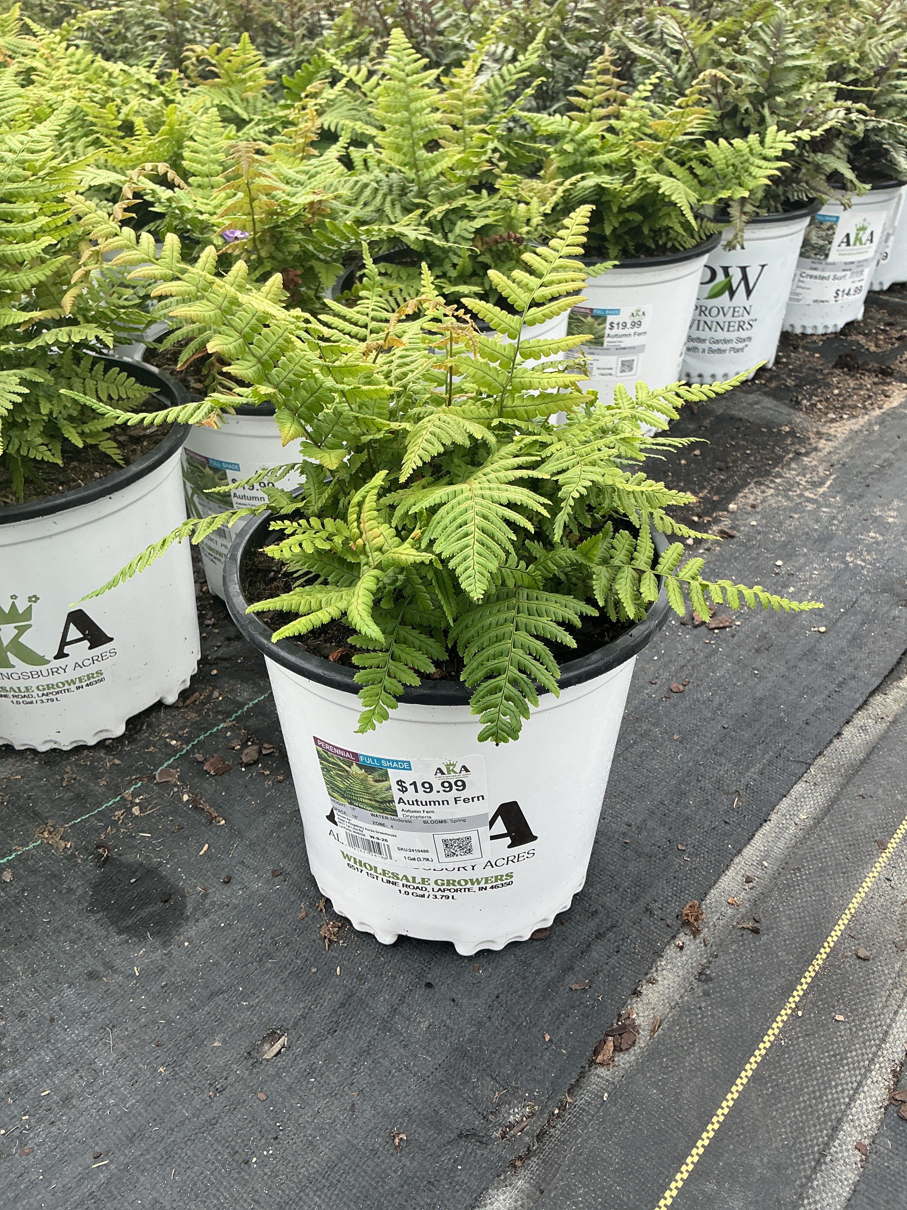 Dryopteris Autumn Fern Autumn Fern