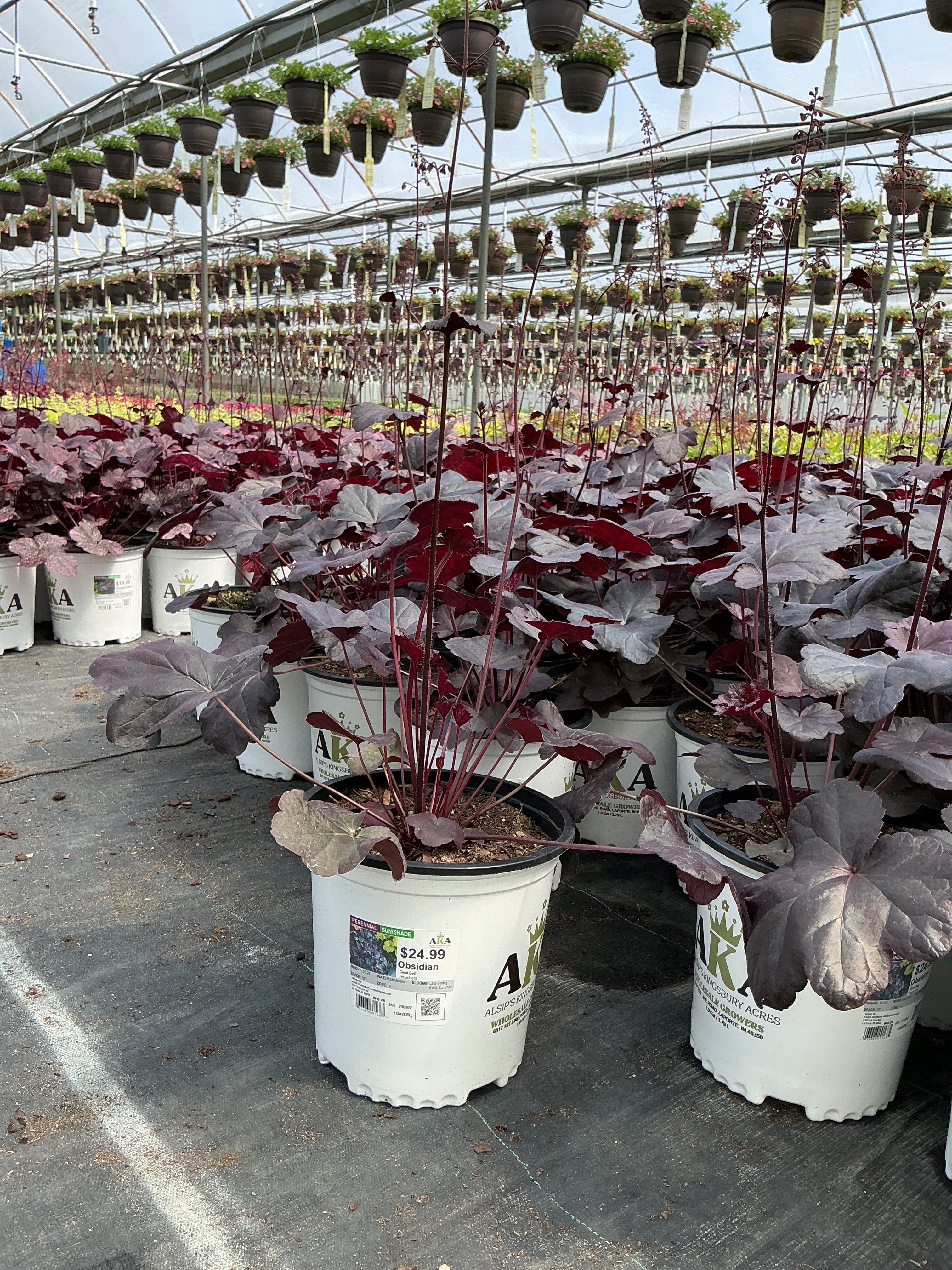 Heuchera Coral Bell Obsidian