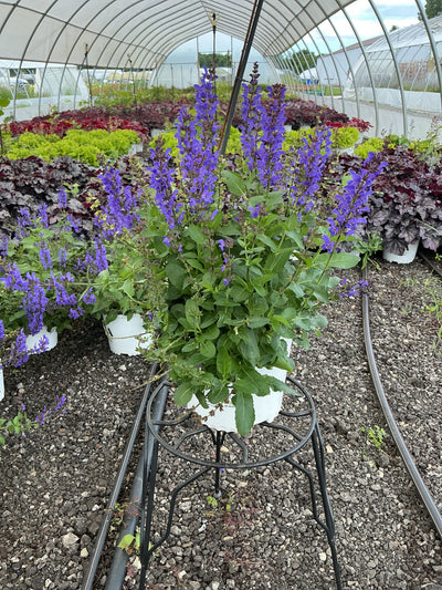 Salvia Sage Noble Knight