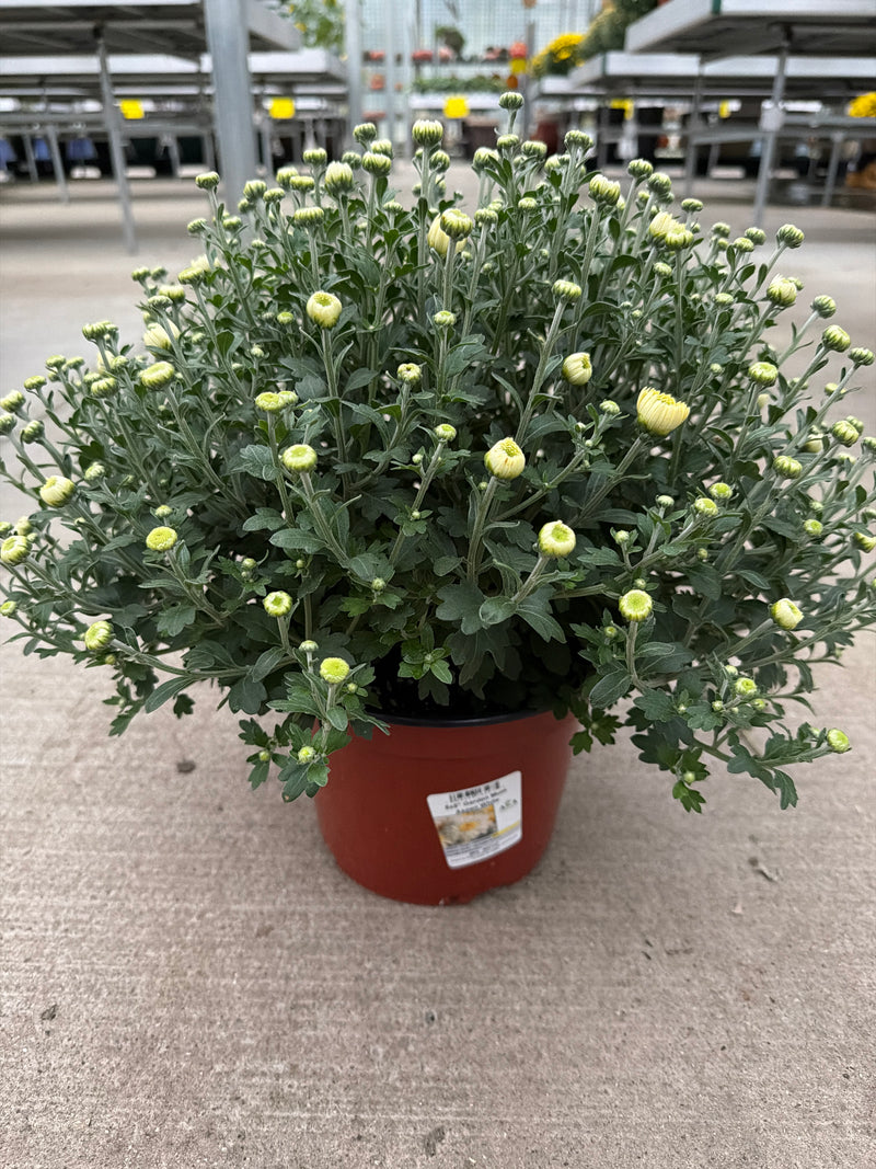 Aspen Whithe - 8"x5" Potted Garden Mum