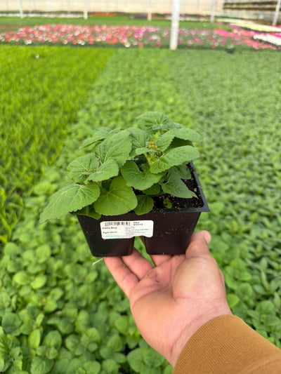Ageratum Aloha Blue - 4 Pack Annual