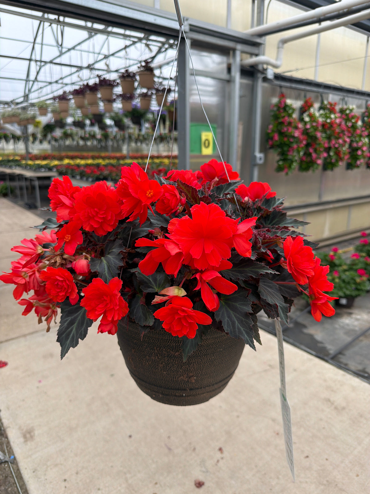Begonia I'Conia Portofino Hot Coral