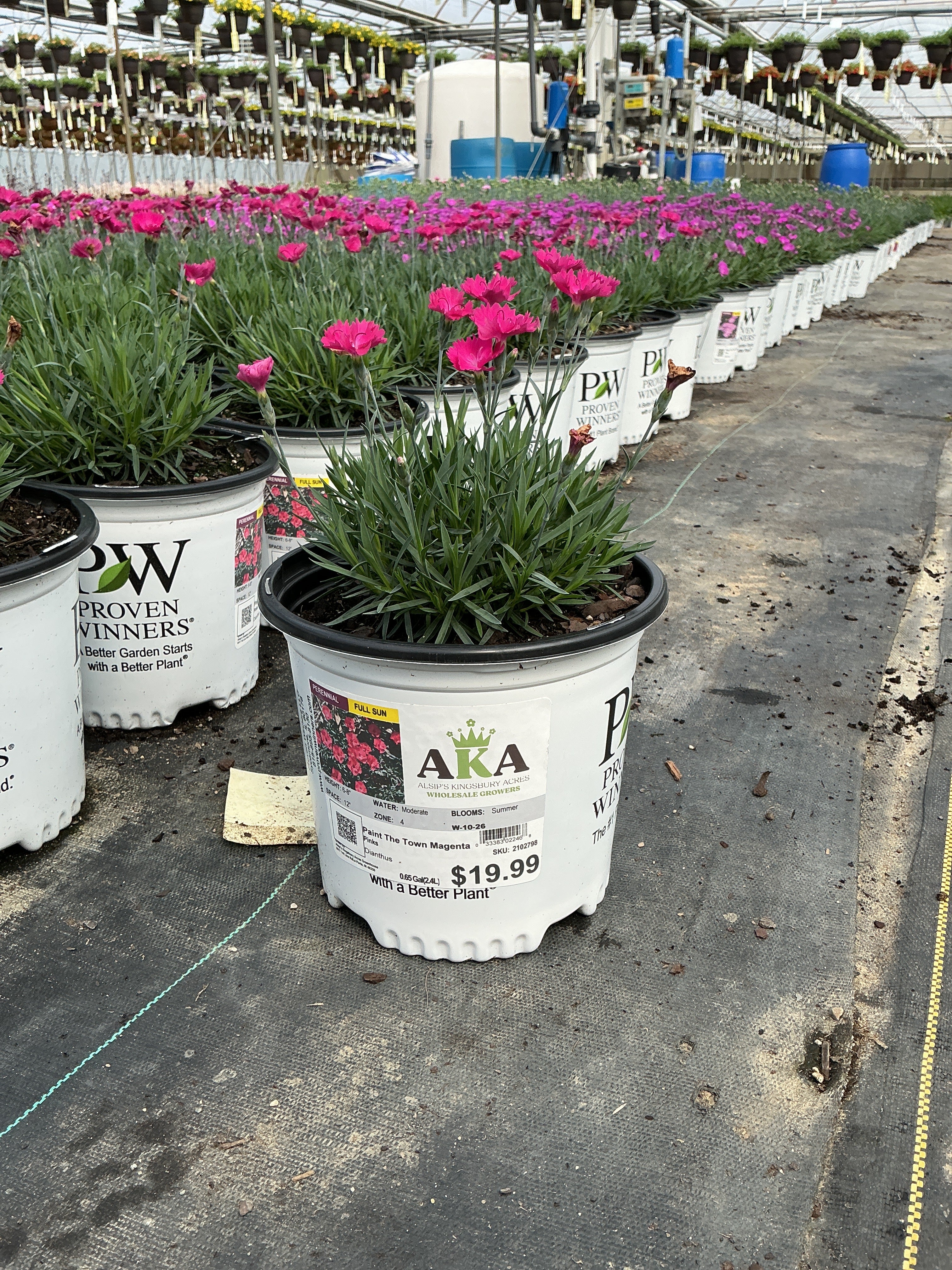 Dianthus Pinks Paint The Town Magenta - 6" Perennial