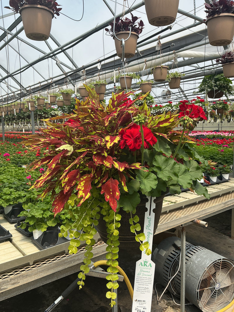 401 Geranium Greenville Mix - 11" Hanging Basket