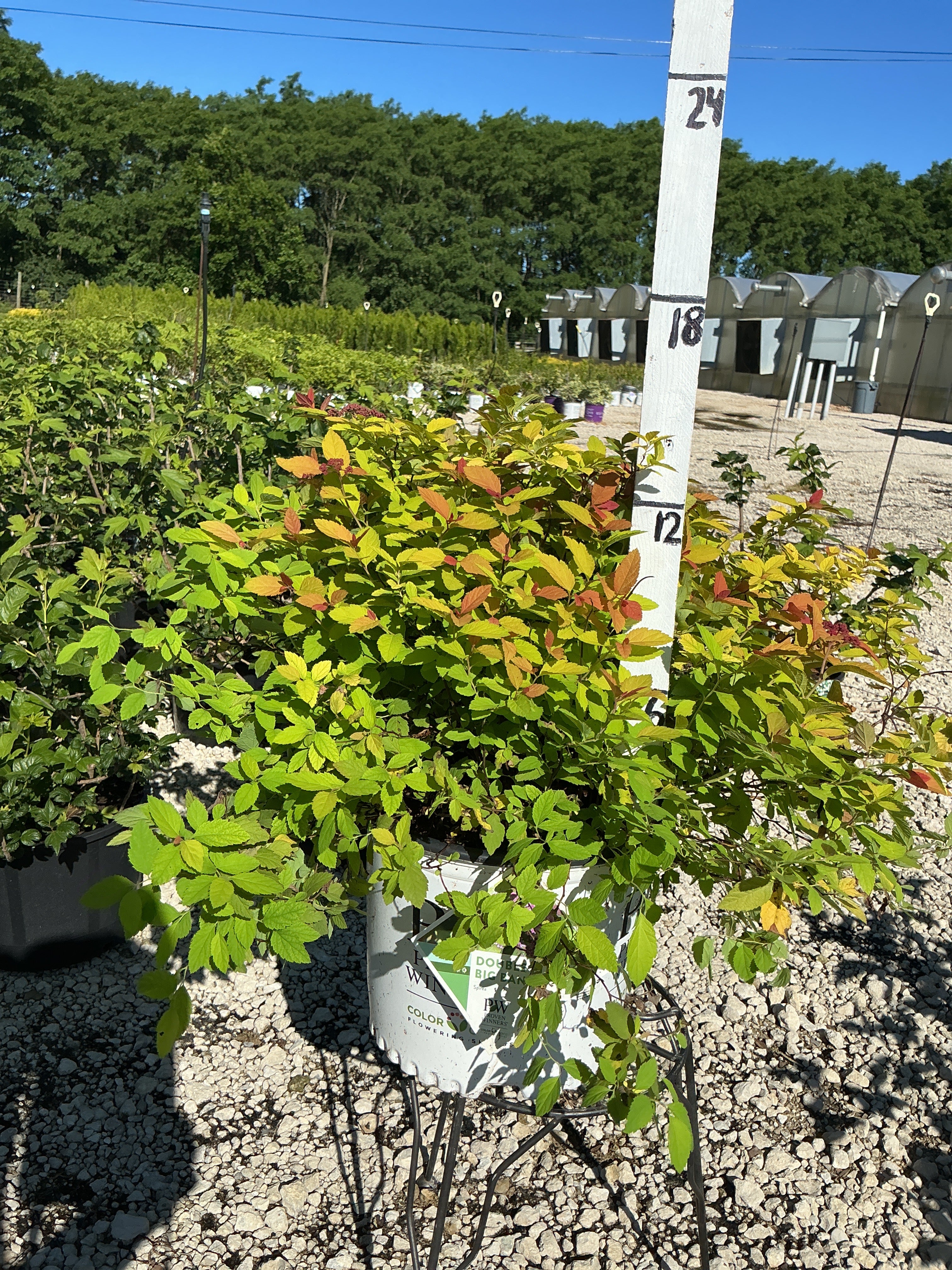 Spirea Double Play Big Bang