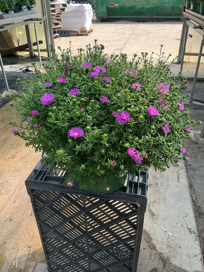 Magic Pink Aster - 9" Fall Asters
