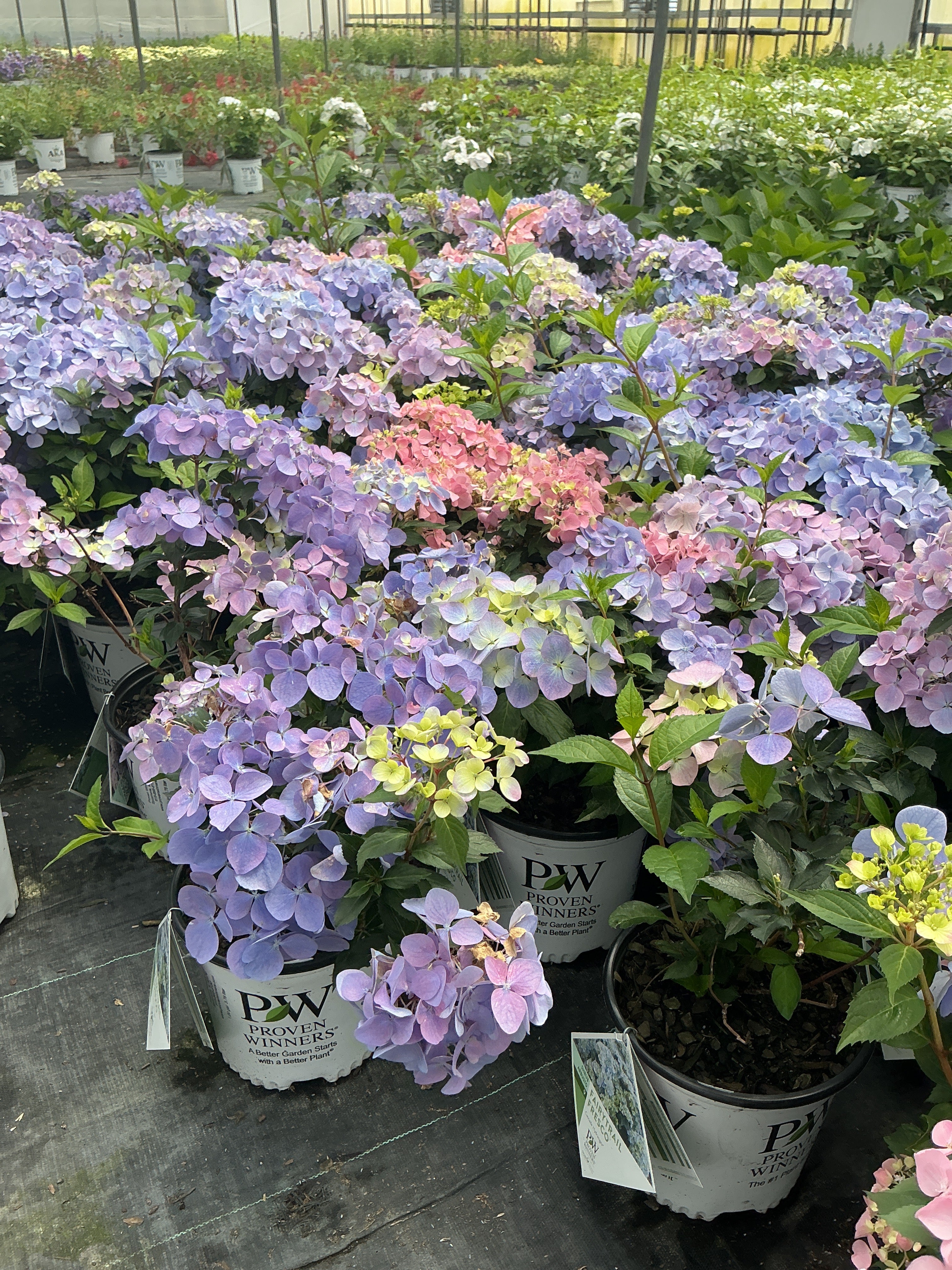 Hydrangea Cascade Fairytrail Fresco