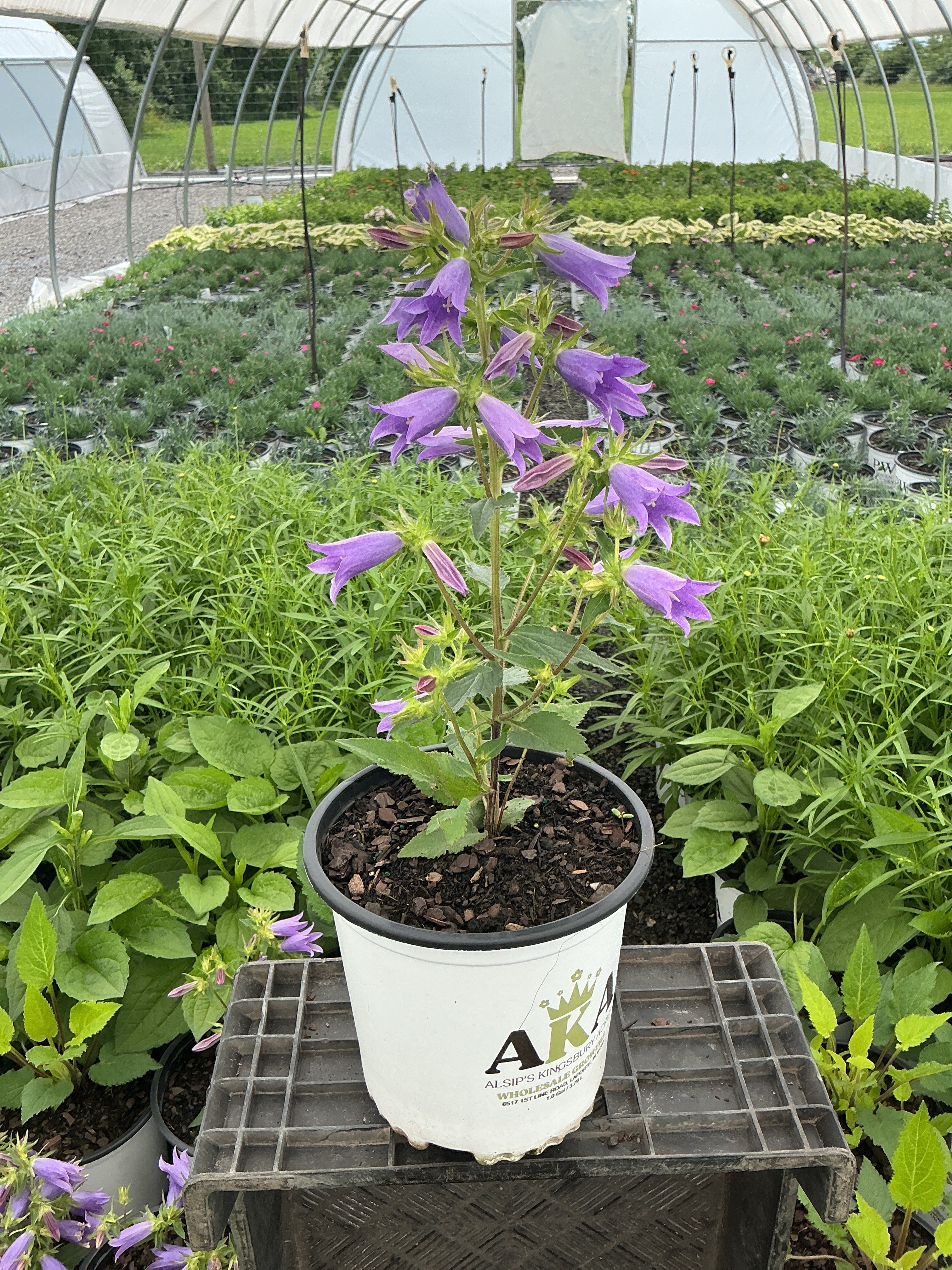 Campanula Bellflower Viking