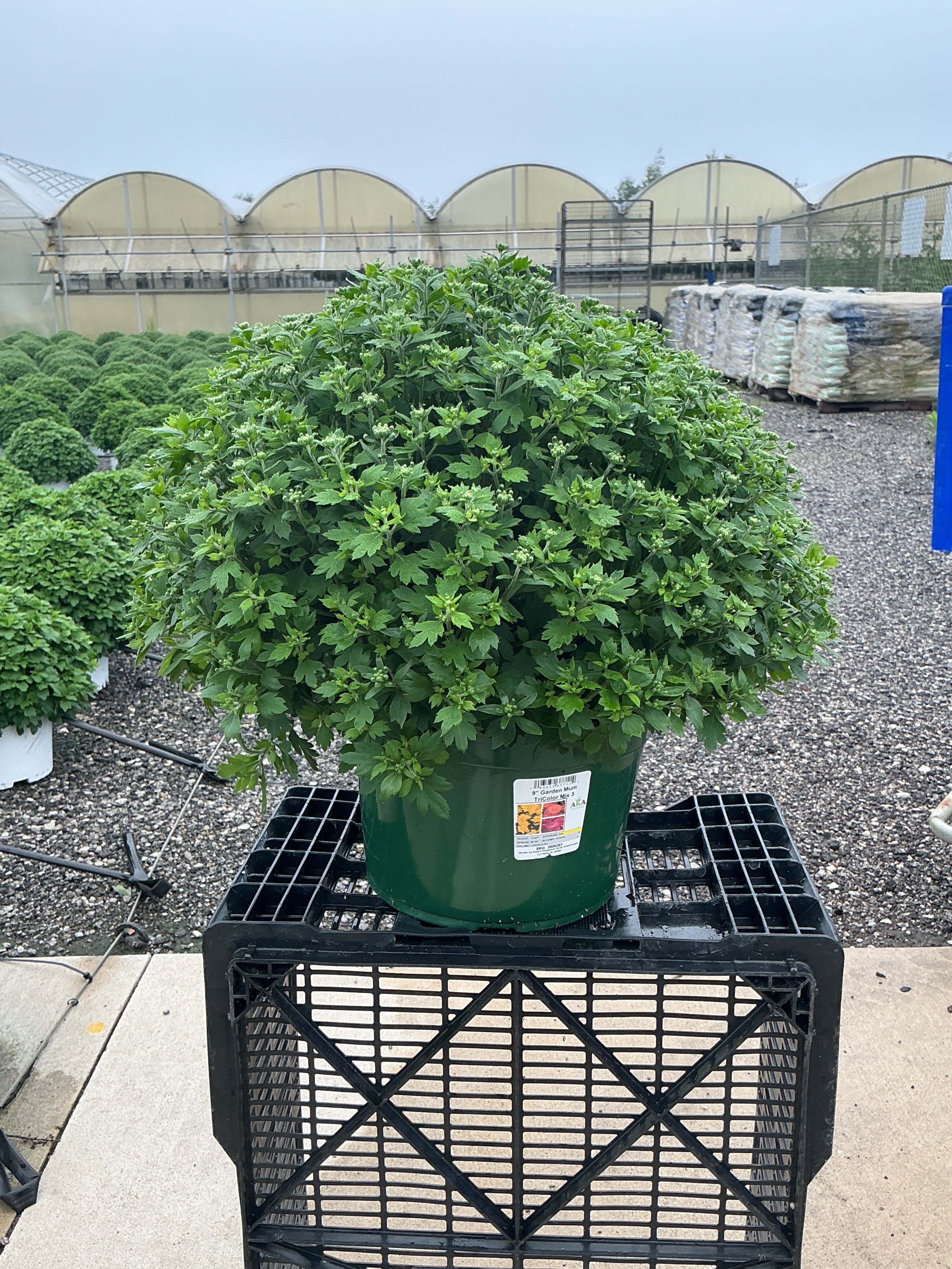 Jacqueline Tricolor (Mix 3) - 9"x6" Potted Garden Mum