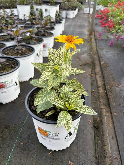 Heliopsis False Sunflower Sunstruck