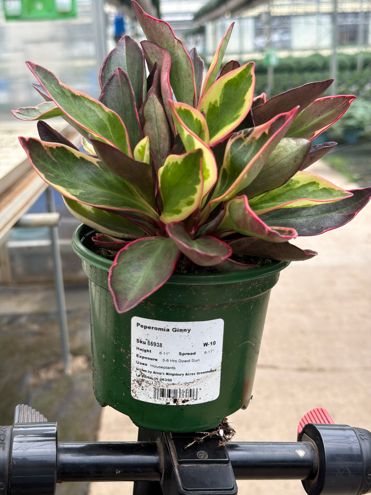 Peperomia Ginny